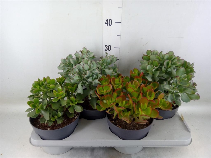 <h4>Crassula   ...mix</h4>
