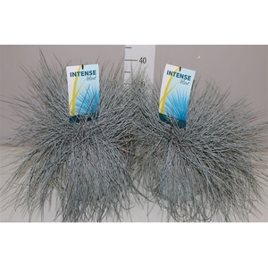 Festuca Gl. Intense Blue