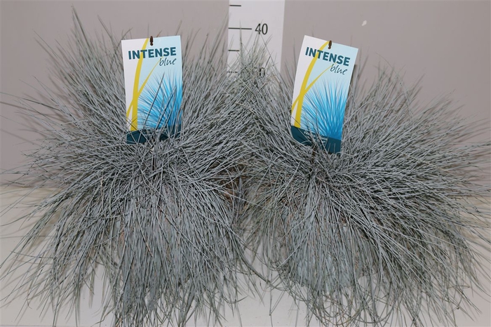 <h4>Festuca Gl. Intense Blue</h4>