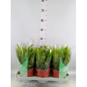 Nephrolepis exal. 'Green Moment'