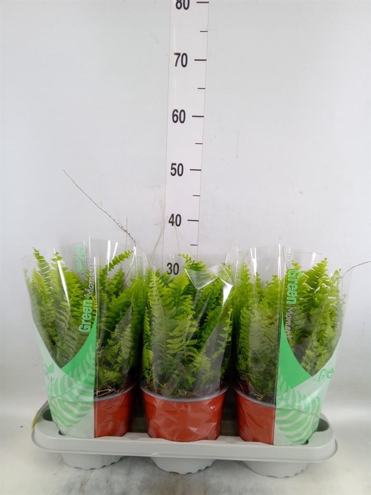 <h4>Nephrolepis exal. 'Green Moment'</h4>