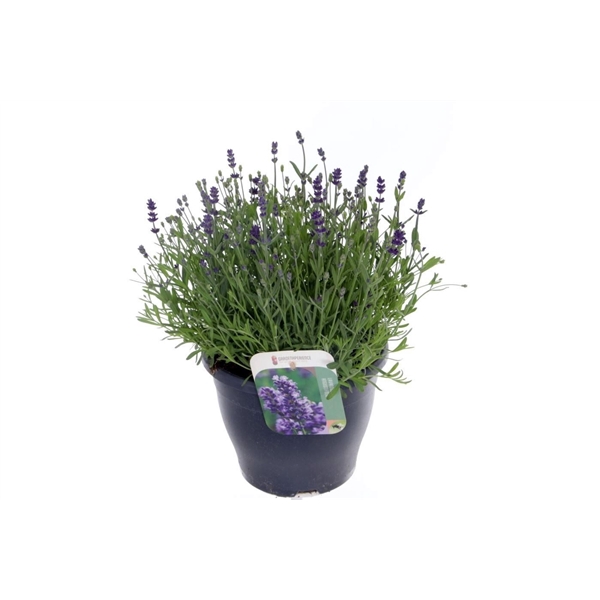 <h4>Lavandula ang. Blue Scent</h4>