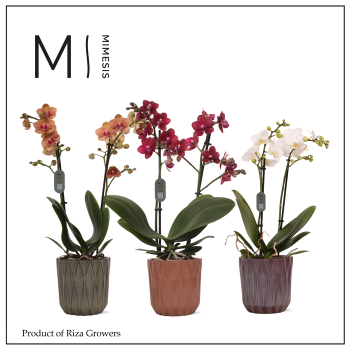 <h4>Phalaenopsis Multi Mix 2 spike – 12cm in Maria | Mimesis</h4>