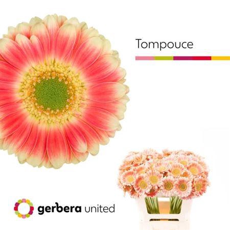 <h4>Ge Mi Tompouce</h4>