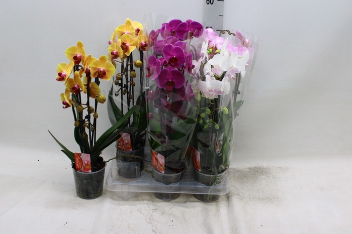 <h4>PHAL EL CASCADE</h4>