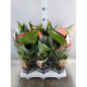 Anthurium andr. 'Spirit'