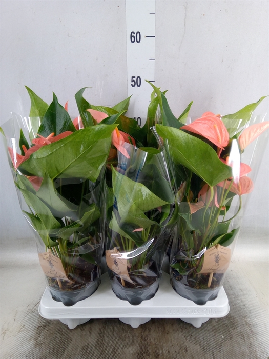<h4>Anthurium andr. 'Spirit'</h4>