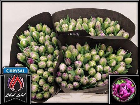 <h4>Tu Du Saigon Double</h4>