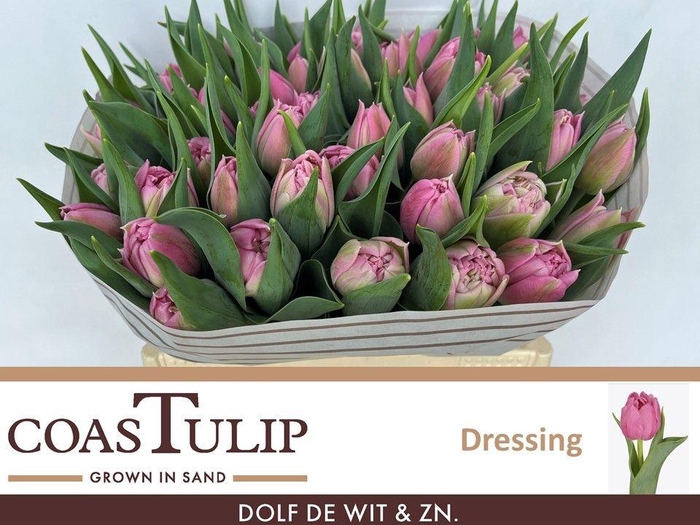 <h4>TU DU DRESSING</h4>