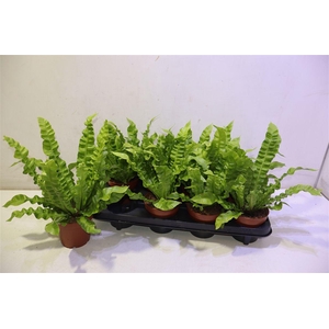 arr8 Asple Ni Crispy Wave