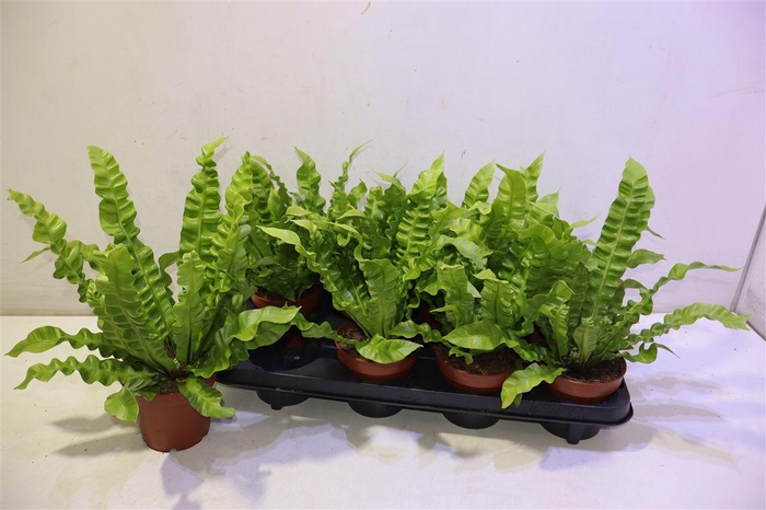 <h4>arr8 Asple Ni Crispy Wave</h4>