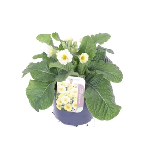 Primula elatior Veristar White Cream Orange Eye