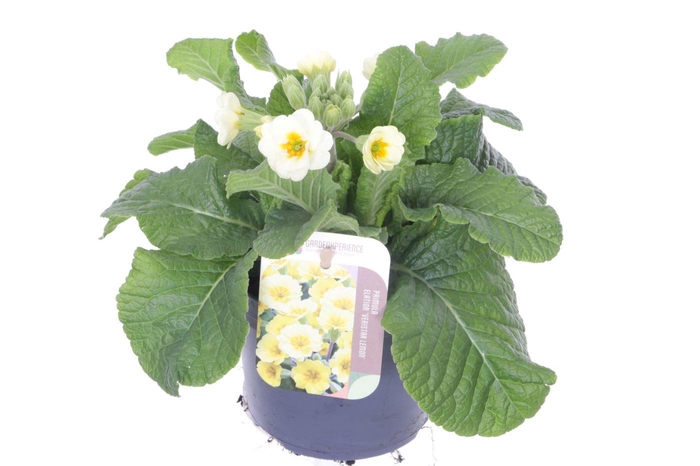 <h4>Primula elatior Veristar White Cream Orange Eye</h4>