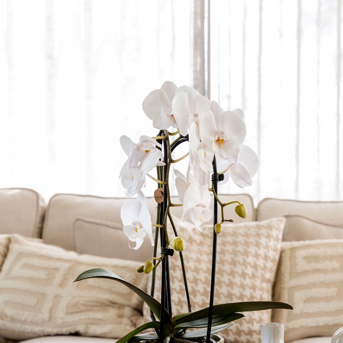 <h4>Kolibri Orchids Cascade Niagara Fall white 2 spike in Ancient pot green mix</h4>