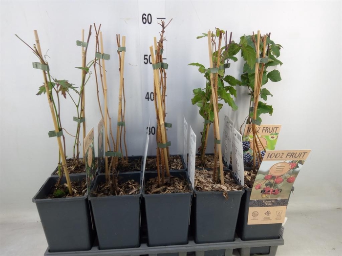 <h4>Rubus   ...</h4>