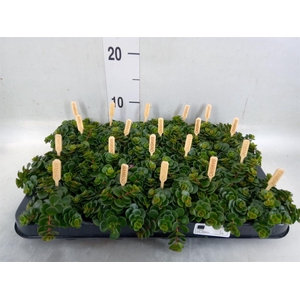 Sedum makinoi 'Kosmosje'