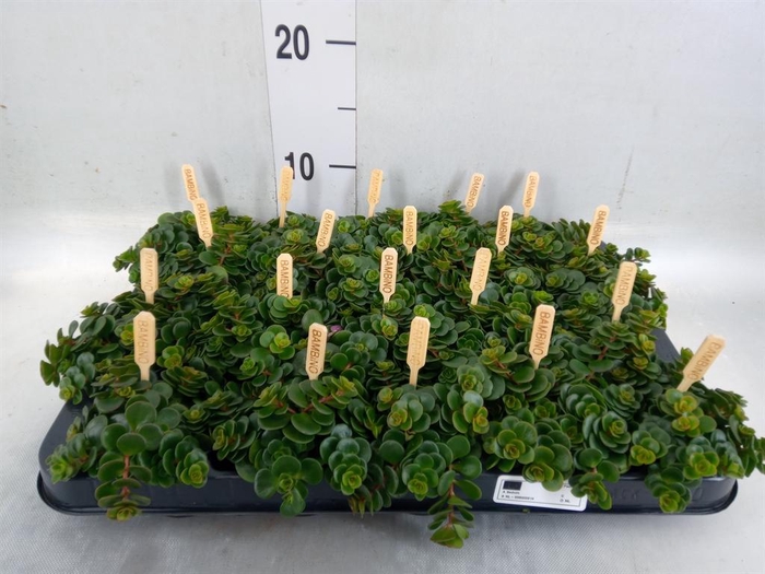 <h4>Sedum makinoi 'Kosmosje'</h4>