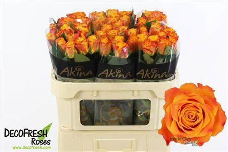 <h4>R Gr Marie-claire!</h4>