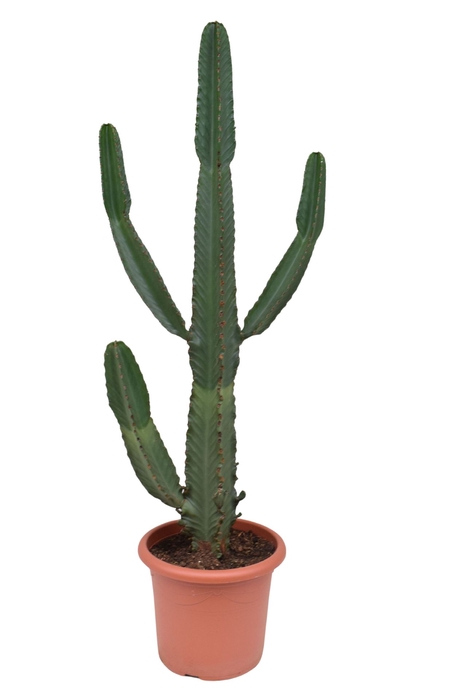 <h4>Euphorbia ingens</h4>