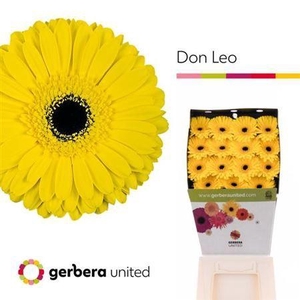 Ge Gr Don Leo