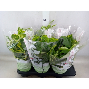 Epipremnum pinn.   HG