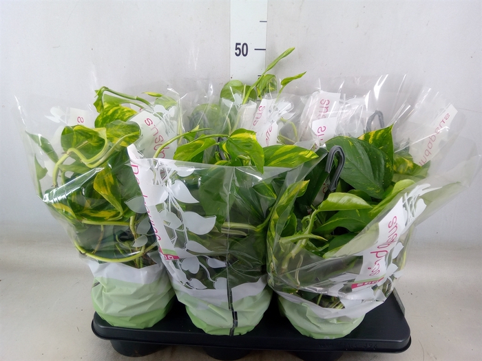 <h4>Epipremnum pinn.   HG</h4>