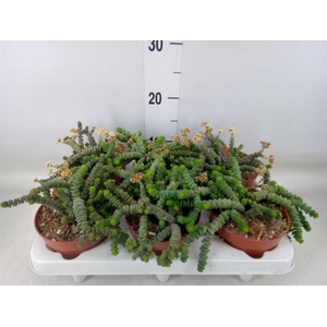Crassula marnieriana