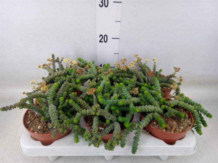 <h4>Crassula marnieriana</h4>