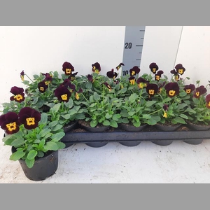 VIO CO TW PURPL+GOLD