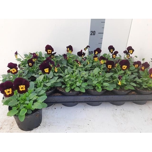 VIO CO TW PURPL+GOLD