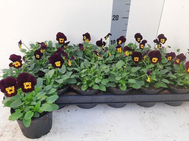 <h4>VIO CO TW PURPL+GOLD</h4>