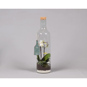 Green Bottle Fles XLarge met Phalaenopsis Arrangement 24 uur levering