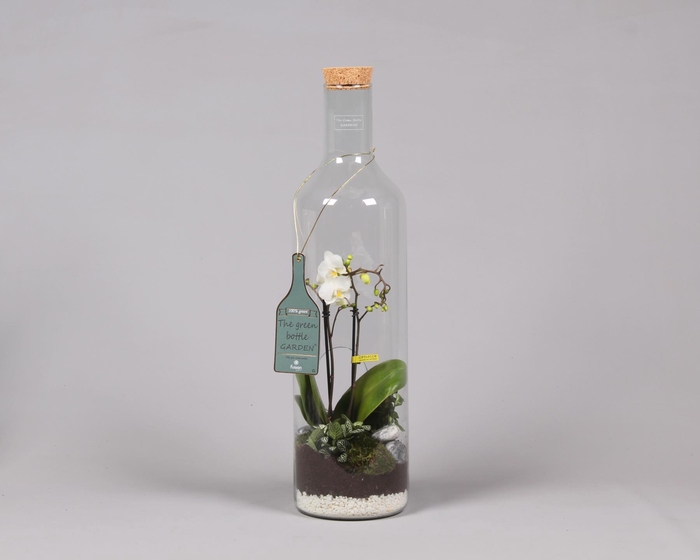 <h4>Green Bottle Fles XLarge met Phalaenopsis Arrangement 24 uur levering</h4>