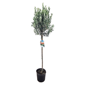 Olea europaea