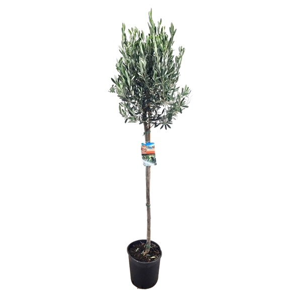 <h4>Olea europaea</h4>