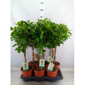 Ficus microcarpa 'Moclame'