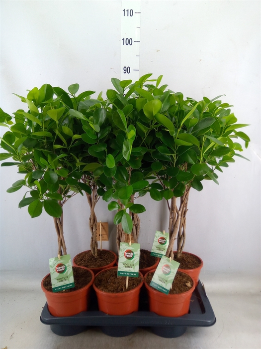<h4>Ficus microcarpa 'Moclame'</h4>