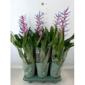 Aechmea  'Blue Rain'