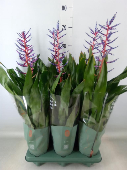 <h4>Aechmea  'Blue Rain'</h4>