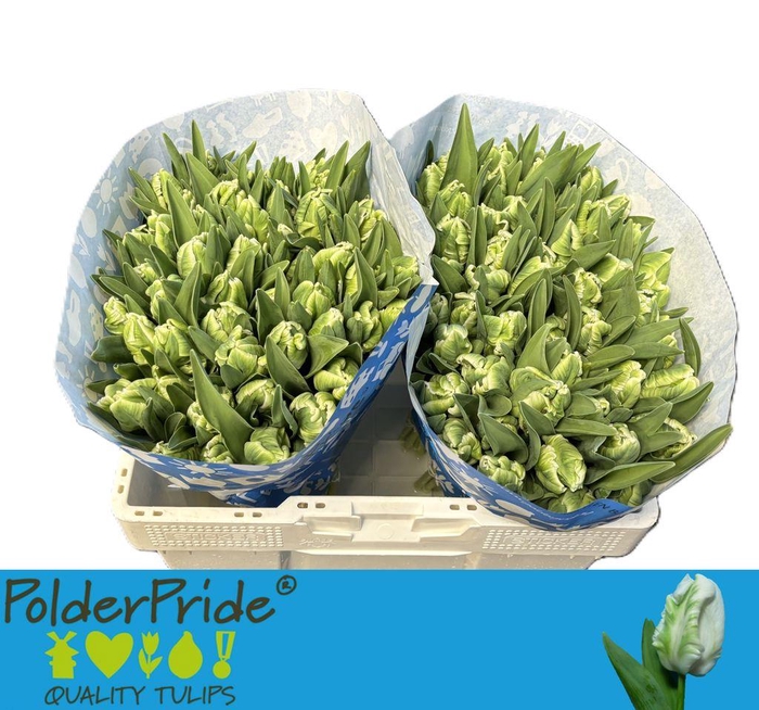 <h4>Tulipa pa super parrot</h4>