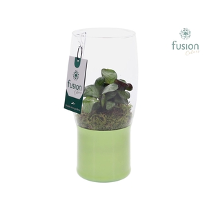 Green Bottle Tulp vaas klein met Calathea