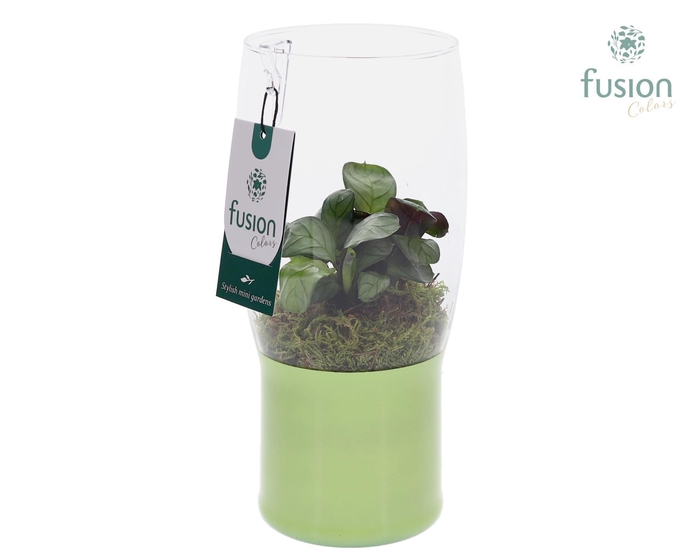 <h4>Green Bottle Tulp vaas klein met Calathea</h4>