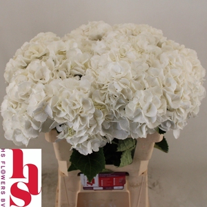 Hydrangea Royal Princess