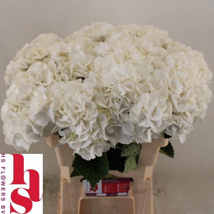 <h4>Hydrangea Royal Princess</h4>