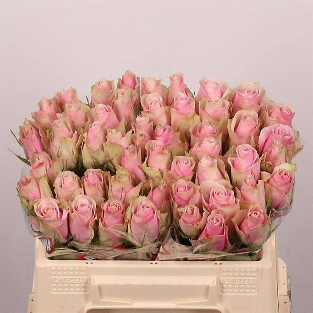 <h4>R GR PINK ATHENA</h4>