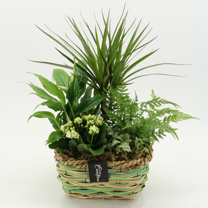 <h4>ESCR-2642W Essentials</h4>