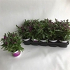 Gomph Gl Purple Dots