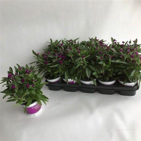 Gomph Gl Purple Dots