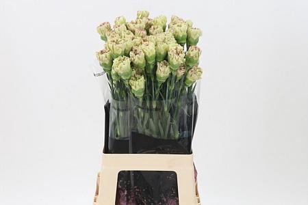 <h4>Di St Cover</h4>