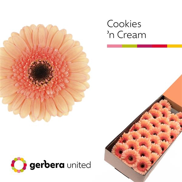 <h4>Ge Mi Cookie N Cream Box United</h4>